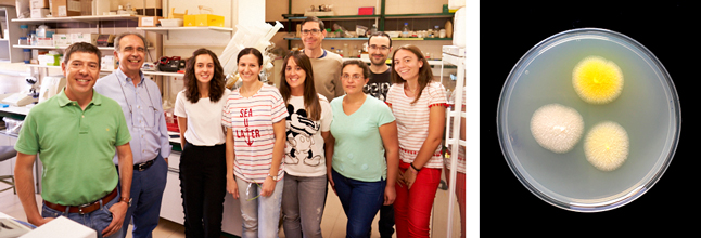 Grupo de investigación Metabólica de la Universidad de Salamanca en su laboratorio | Hongo A. gossypii