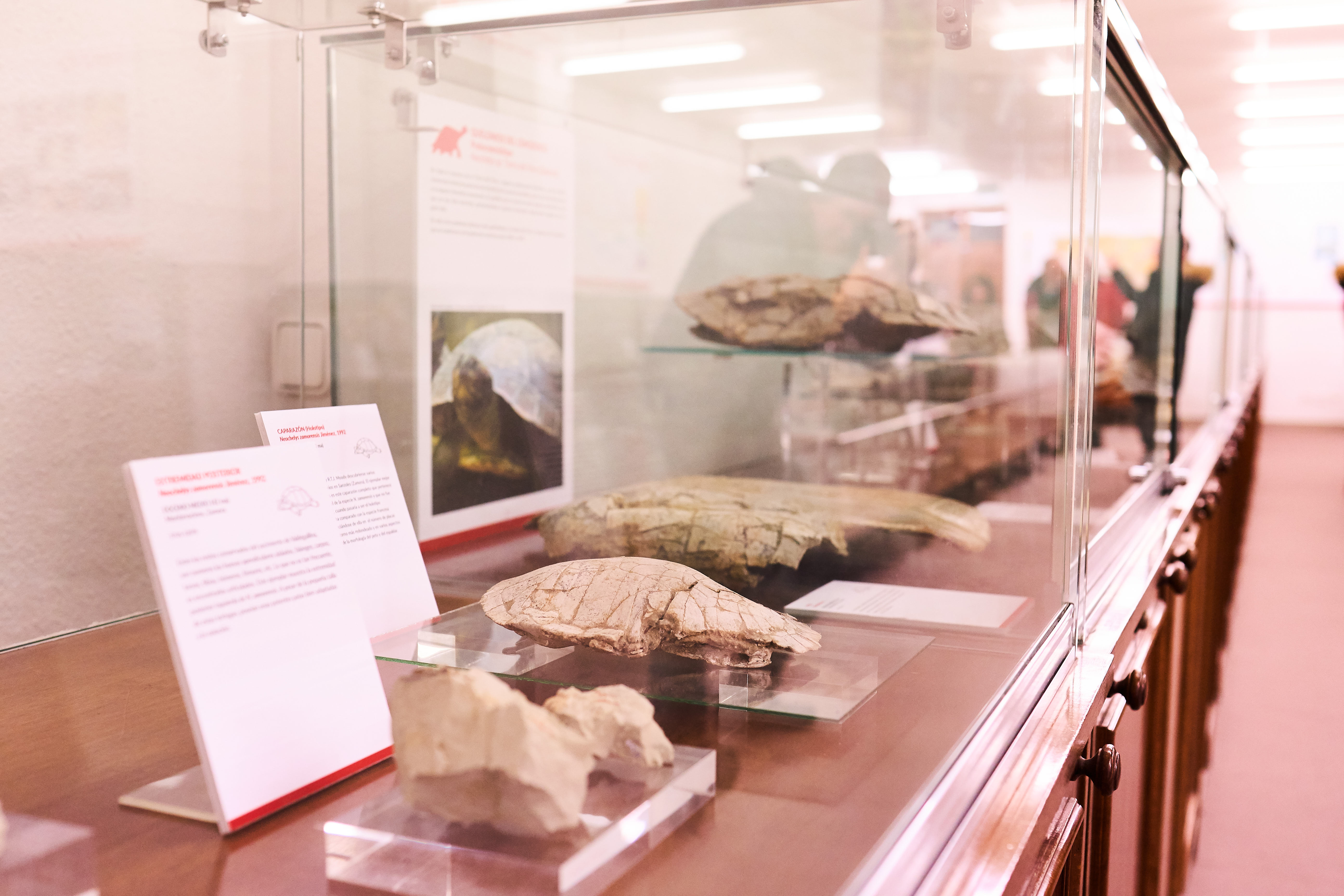 La Universidad de Salamanca recupera una de las colecciones de vertebrados del Eoceno más importantes de toda Europa