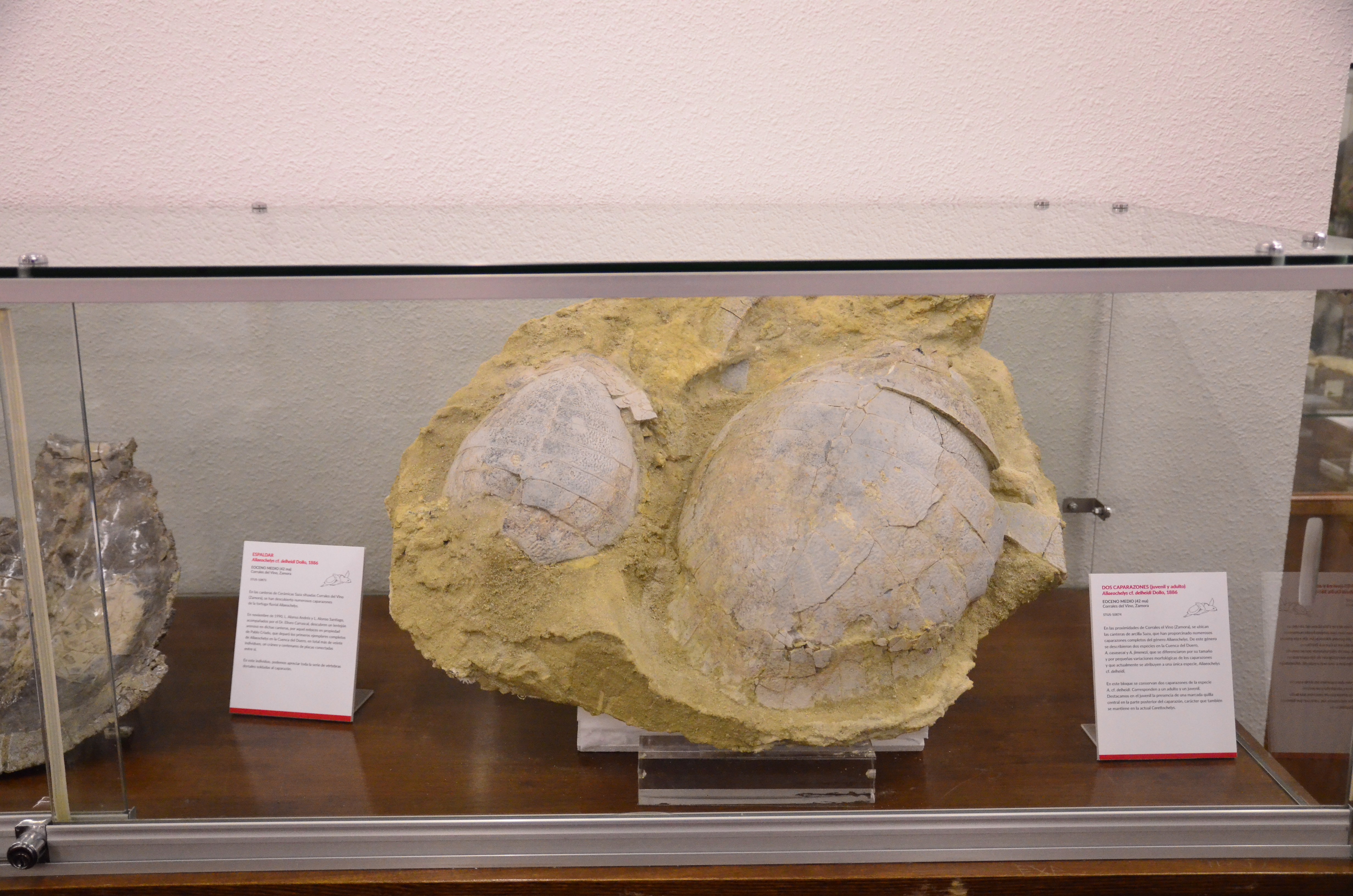 La Facultad de Ciencias homenajea al impulsor de la Sala de las Tortugas