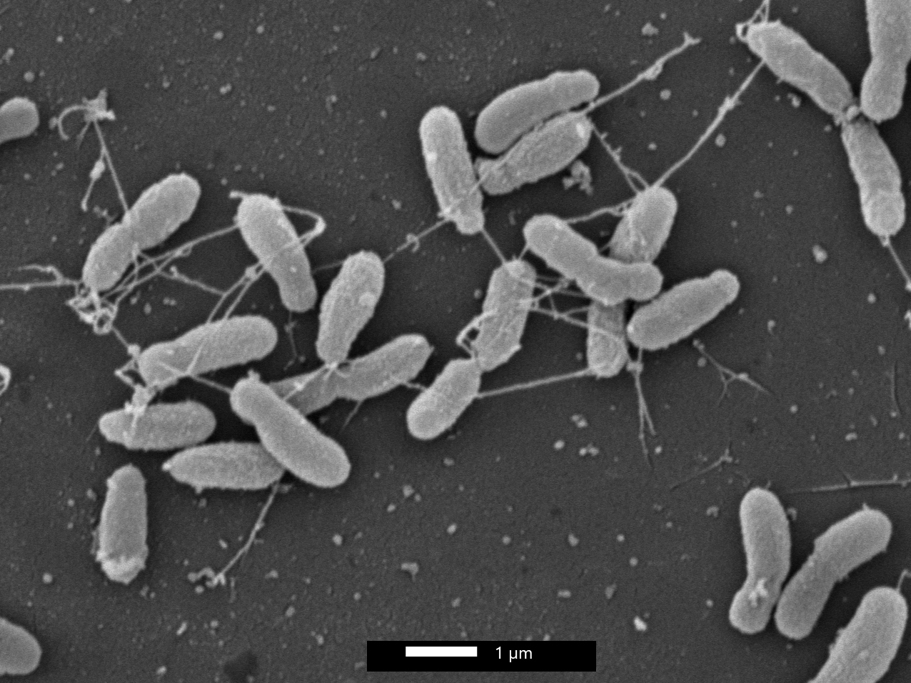 Científicos de la Universidad de Salamanca describen un nuevo género bacteriano y honran a Jaime Ferrán, el primer microbiólogo español con proyección internacional