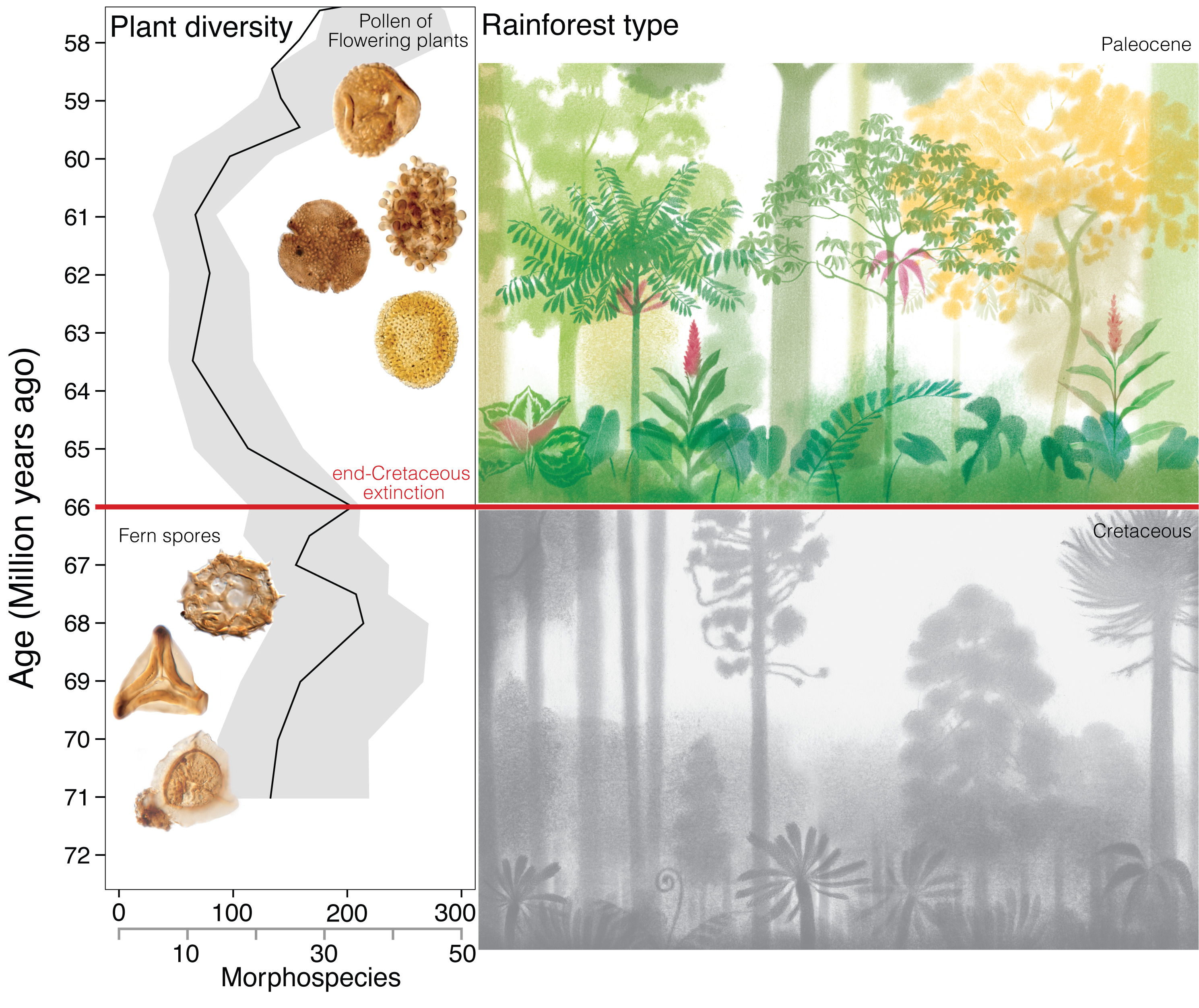 La USAL colabora en la investigación internacional que explica cómo la extinción del final del Cretácico dio origen a los bosques tropicales actuales