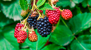 La Universidad de Salamanca demuestra el potencial de los bioinoculantes bacterianos para contrarrestar el daño celular asociado al envejecimiento