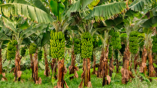 Investigadores de la USAL y CSIC confirman la reducción de la población de insectos beneficiosos en los cultivos convencionales de plátanos