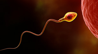 Mejora la comprensión de la formación de los espermatozoides