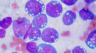 Identifican nuevos mecanismos reguladores de una molécula con funciones clave en el sistema inmunitario y tumores