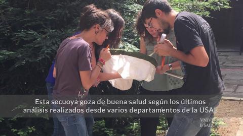 La Universidad de Salamanca conmemora los 150 años de la secuoya del Edificio de las Escuelas Mayores