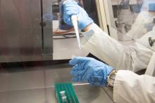 La Universidad de Salamanca demuestra el potencial de los bioinoculantes bacterianos para contrarrestar el daño celular asociado al envejecimiento